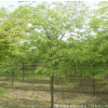 基地批發櫸樹 紅櫸樹 白櫸 青櫸樹 綠化樹木 規格多