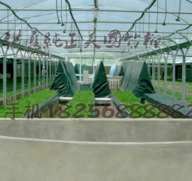 竹柳超聲波基地