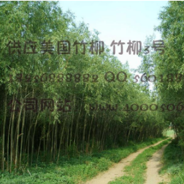 竹柳