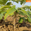 菏澤多禾1-5年園林造景觀賞牡丹苗