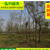 批發庭院觀賞花卉樹苗 會發光的欒樹苗 規格齊全