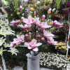 仿真玉蘭花泡沫PE玉蘭裝飾假花家居擺件玉蘭插花做樹專用高仿玉蘭