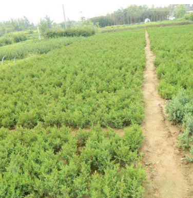 直銷園林綠化工程苗木 檜柏小苗 規(guī)格全 四季常青