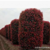 批發(fā)綠籬常綠灌木 石楠柱子 紅葉石楠球紅葉石楠 綠化苗木石楠樹