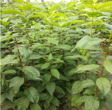 供應杜仲小苗 行道綠化苗 包成活 規格齊全 量大優惠