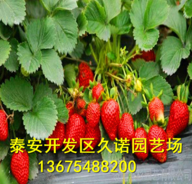 大棚草莓苗直供 脫毒奶油草莓小苗 當年結果 豐產(chǎn)果大 多品種