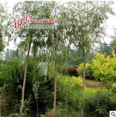 批發(fā)工程綠化苗 紅櫸 盆栽庭院 園林綠化 行道樹 規(guī)格全