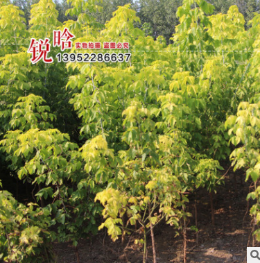 基地復(fù)葉槭批發(fā) 盆栽庭院 園林綠化 行道樹復(fù)葉槭 落葉喬木