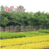 基地櫸樹苗批發(fā) 規(guī)格齊全 耐寒耐旱櫸樹 綠化苗