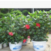 供應扶桑（朱槿）紅黃花重瓣，葉亮光新品種
