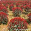 供應(yīng)紅葉石楠球冠幅60公分-1.5米紅葉石楠球價格 柏加紅葉石楠球