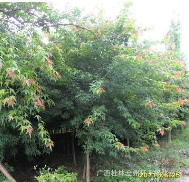 基地直銷青楓 青楓樹苗 工程綠化苗木青楓 樹形優美