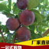 基地直銷李子樹 李子樹苗 肉多味甜 當(dāng)年結(jié)果批發(fā)果樹苗