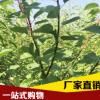 廠家直銷 優(yōu)質(zhì)杏子樹苗 杏樹苗 杏子小苗 兩年生嫁接苗 品種齊全