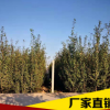 廠家直銷 恐龍蛋李 量大從優(yōu) 品質(zhì)保證