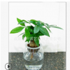 振升園藝水培發(fā)財(cái)樹(shù)盆栽植物批發(fā)加盟 基地直銷代理 品質(zhì)保障