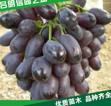 【明信園藝】大量批發(fā)巨峰葡萄苗 等多種品種葡萄苗
