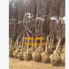 基地直銷(xiāo)綠化工程苗木 大小規(guī)格榆葉梅3-4公分 榆葉梅苗