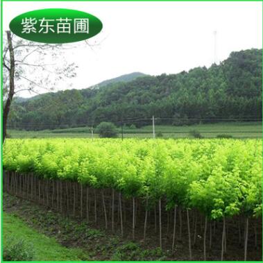 批量提供 開原金葉復(fù)葉槭接穗 金葉復(fù)葉槭接穗2.5--5公分