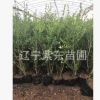 基地直銷園林綠化樹苗批現挖現賣園藝苗木朝鮮黃楊懷苗批發