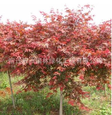 日本紅楓苗批發(fā)園林綠化苗木嫁接紅楓樹(shù)苗 彩色觀葉類造景樹(shù)苗