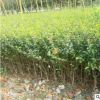 海桐球 小毛球 色塊類冠幅 20-150cm優(yōu)質(zhì)苗海桐球苗
