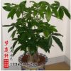 室內(nèi)發(fā)財樹盆栽 發(fā)財樹盆景 樹形花卉 防輻射盆栽