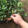 基地直銷(xiāo)大棚種植櫻桃苗