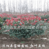 優(yōu)質；紅葉石楠球 紅葉石楠球基地 批發(fā)紅葉石楠球