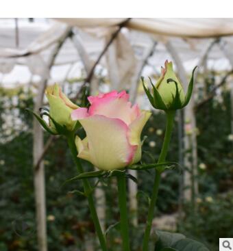 長期銷售綠化工程花卉種苗 紅袖玫瑰花苗四季開花 現(xiàn)挖現(xiàn)發(fā)高存活