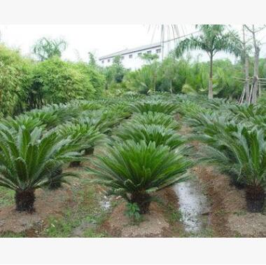 福建 鐵樹(shù) 蘇鐵 基地直銷 各種規(guī)格 品種齊全