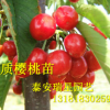 山東優質吉塞拉3公分4公分5公分櫻桃 1公分櫻桃樹苗 果甜大櫻桃