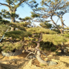 廠家供應油松 規格齊全 山東造型景松 數量多 挑選余地大