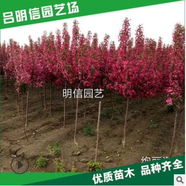 北美海棠基地凱爾斯 絢麗 亞當(dāng) 高原之火 冬紅海棠