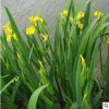 批發水生植物 黃菖蒲水生花卉菖蒲苗 黃花鳶尾