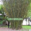 竹子植物盆栽小景觀米竹慈孝竹子苗觀音節節高四季常青室內鳳尾竹