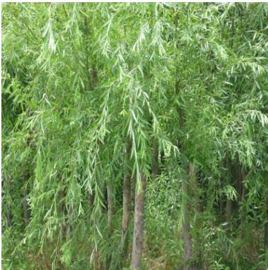 垂柳小苗樹(shù)苗柳樹(shù)枝條垂楊柳樹(shù)苗竹柳樹(shù)苗黃金柳金絲垂柳批發(fā)直柳