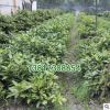 基地苗圃基地批發綠化苗木 灑金珊瑚小苗 規格齊全 灑金珊瑚苗