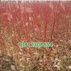 基地批發綠化苗木 叢生紅瑞木小苗 規格齊全 工程綠化苗 紅瑞木