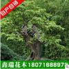 新采成熟三角楓種子 優(yōu)質(zhì)三角楓樹(shù)種