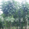 藍(lán)花楹