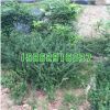 基地批發(fā)綠化工程苗木 小葉紫檀苗木 紫檀木樹苗 印度紫檀喬木