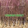 化苗木批發 榆葉梅 榆葉梅苗 庭院觀花植物 規格齊全