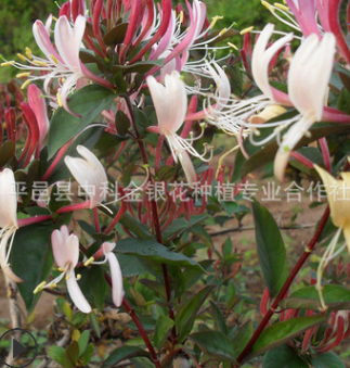 廠家直銷供應優質紅色五彩金銀花盆景 觀賞常綠性四季金銀花盆景