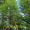 供應(yīng)小葉欖仁袋苗 細(xì)葉欖仁 錦葉欖仁 工程綠化風(fēng)景樹 行道樹