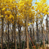 本場(chǎng)供用黃花風(fēng)鈴木樹苗行道樹綠化鄉(xiāng)村綠化苗木