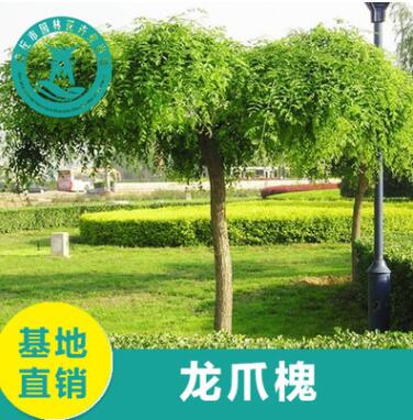 供應龍爪槐行道樹 各種規(guī)格 量大優(yōu)惠