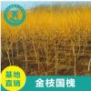 直銷黃金槐樹苗 金枝槐 5-15厘米工程綠化公園風景樹
