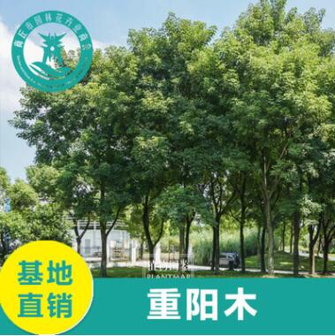 供應(yīng)各種苗木 基地直銷 優(yōu)質(zhì) 重陽木