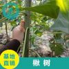 基地直銷 楸樹 楸樹樹苗批發(fā) 工程綠化苗木 量大優(yōu)惠